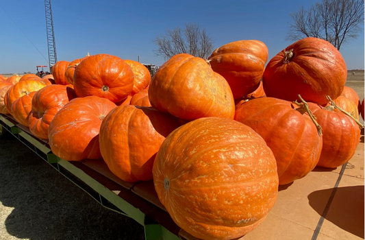 Grand Prize Pumpkin