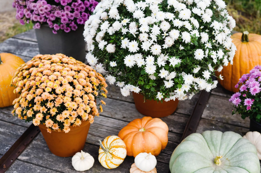 Fall Mums