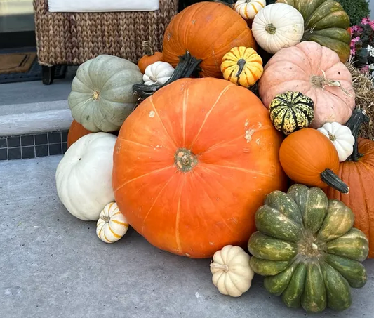 Grand Prize Pumpkin